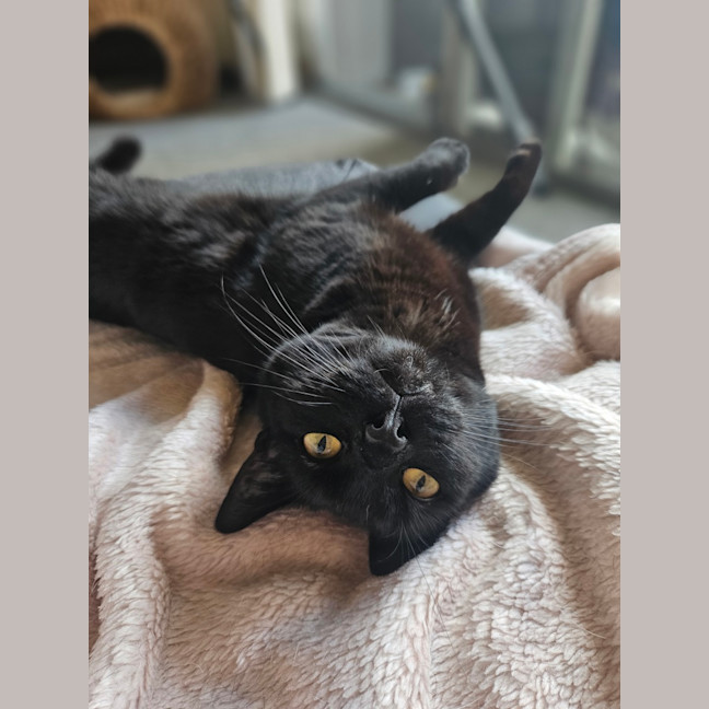 Photo of Salem