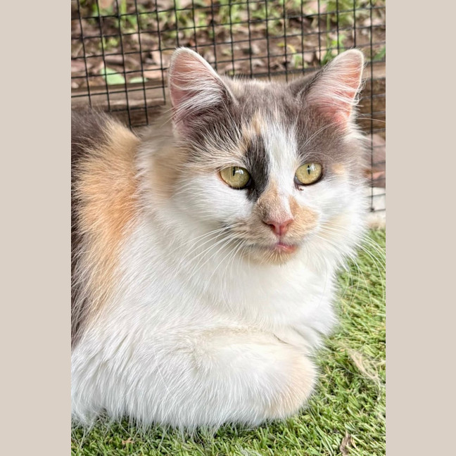 Photo of Iris