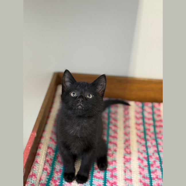 Photo of Pepper Berry