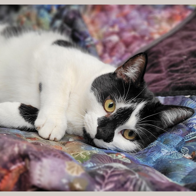 Photo of 🐈‍⬛ Blaze 💕