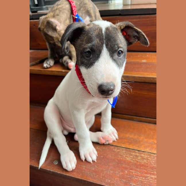 Photo of Norbit   9 Week Cattle Dog X