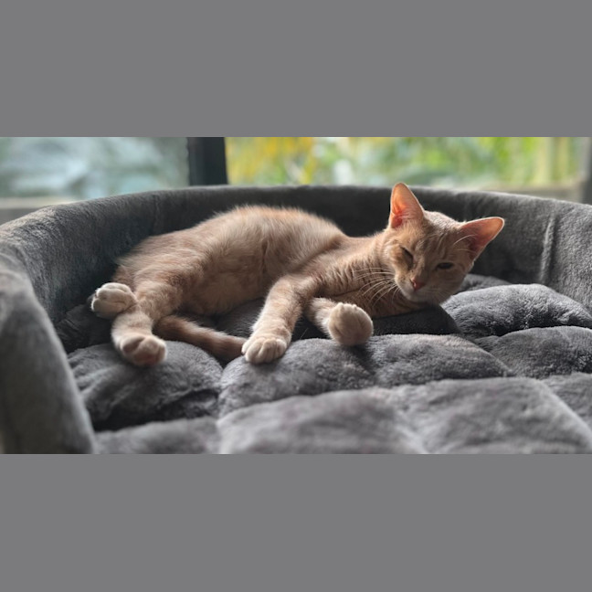 Photo of Rhaenyra