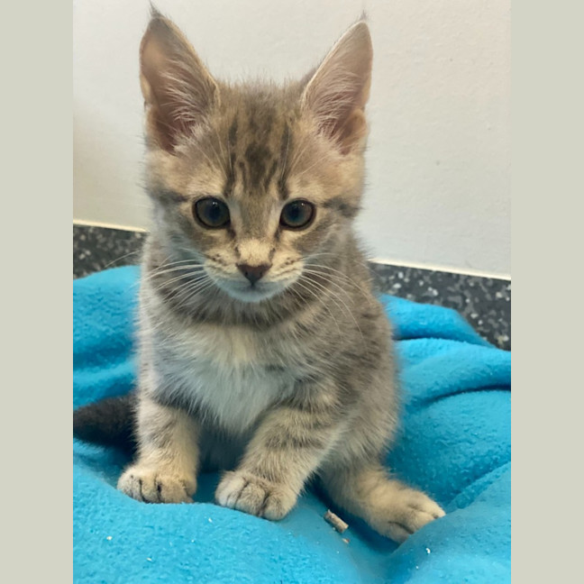 Photo of Valerie And Veronica