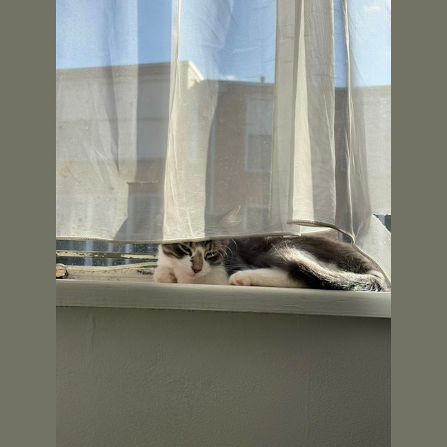 Photo of Louie