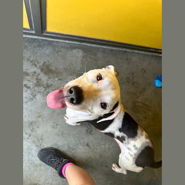 Photo of Pongo