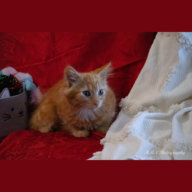 Photo of Kelani *$100 Adoption Fee*