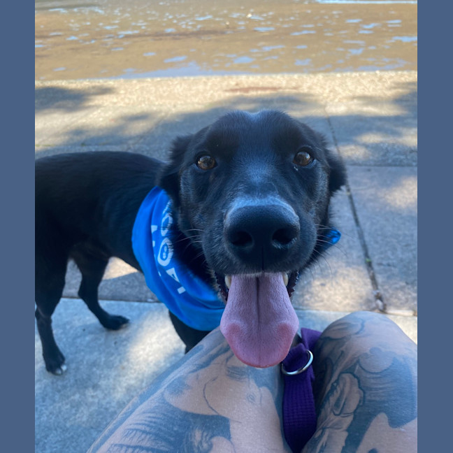 Photo of Dozer