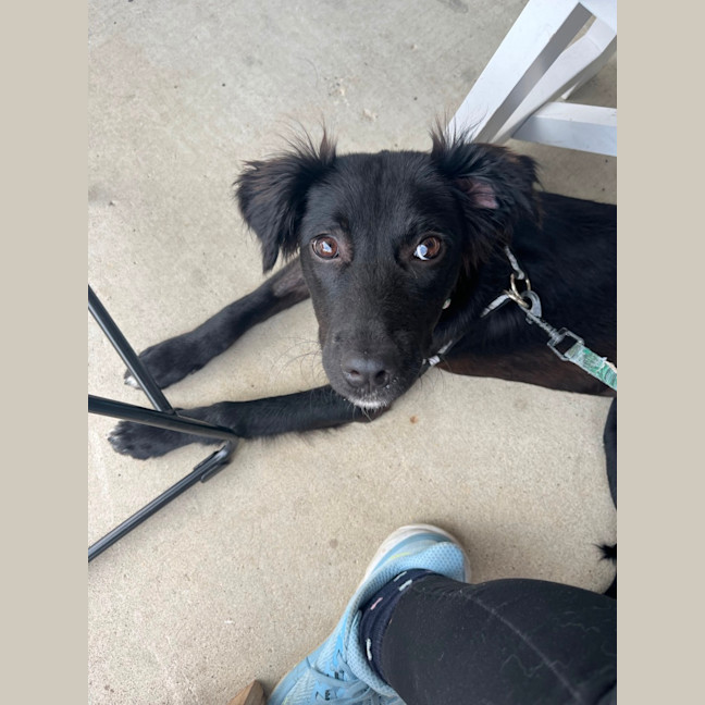 Photo of Piper
