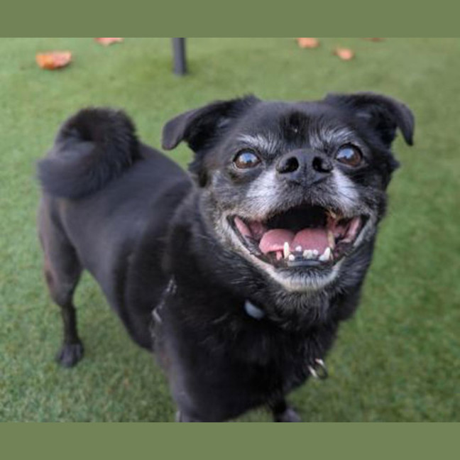 Photo of Cosmo