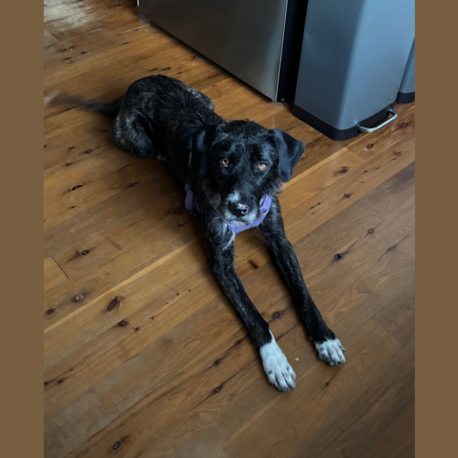 Photo of Sooty   18 Month Old Wolfhound X