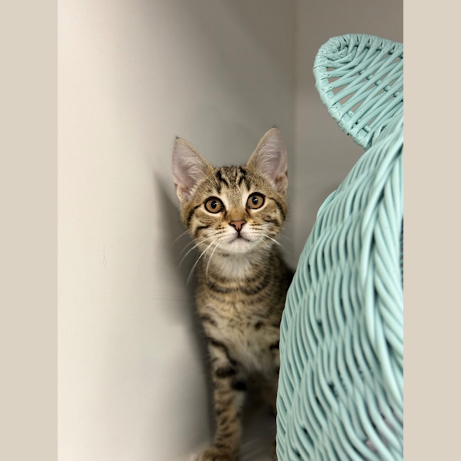 Photo of Jack Skellington   Pet Stock Invermay