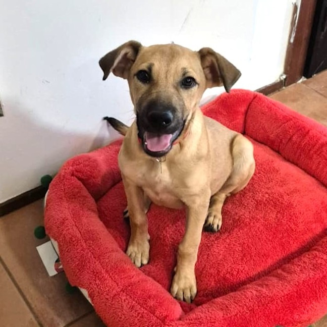 Photo of Sadie