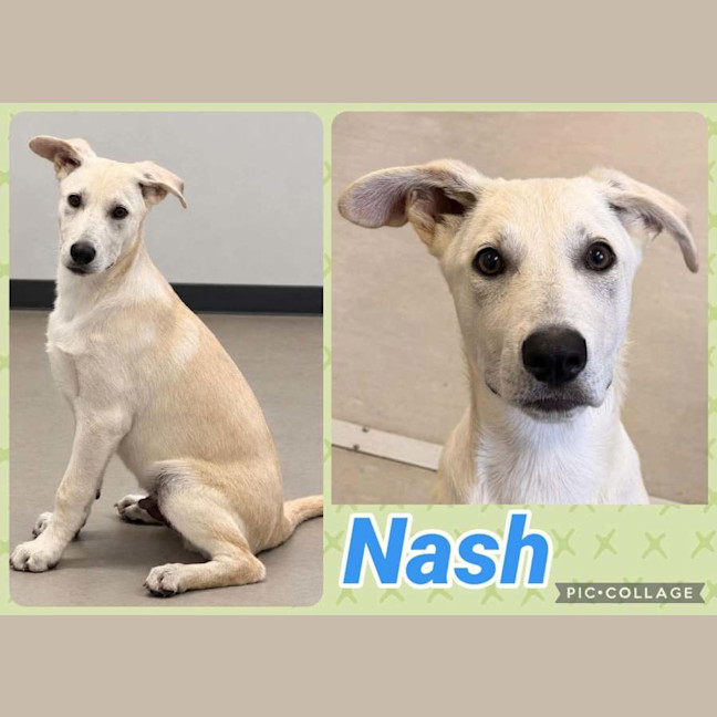 Photo of Nash