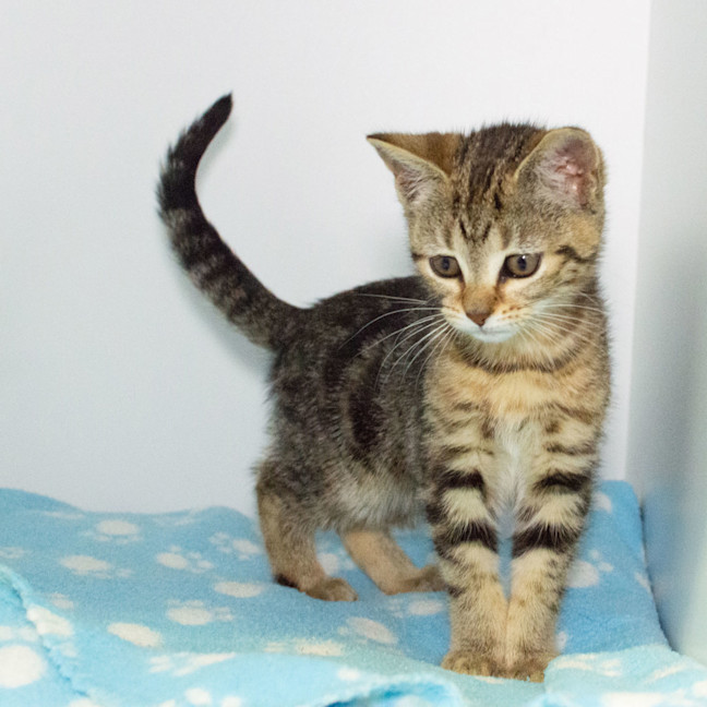 Photo of Auri
