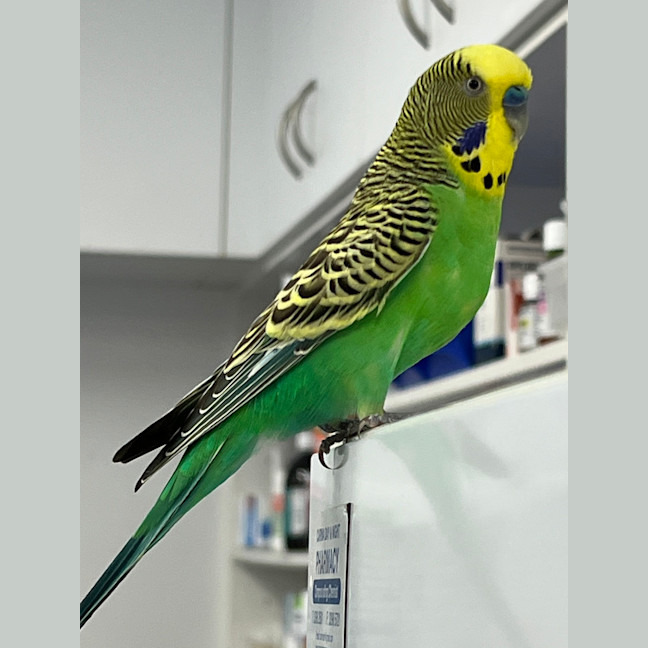 Photo of Pickles