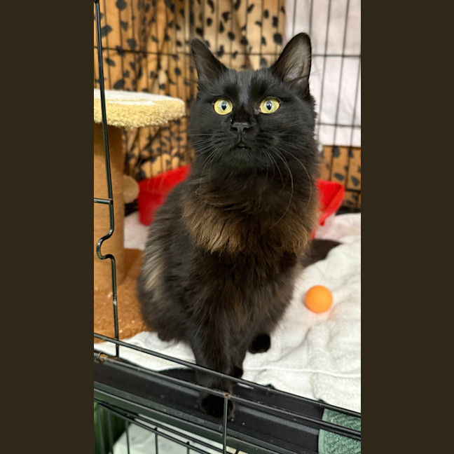 Photo of Kuromi