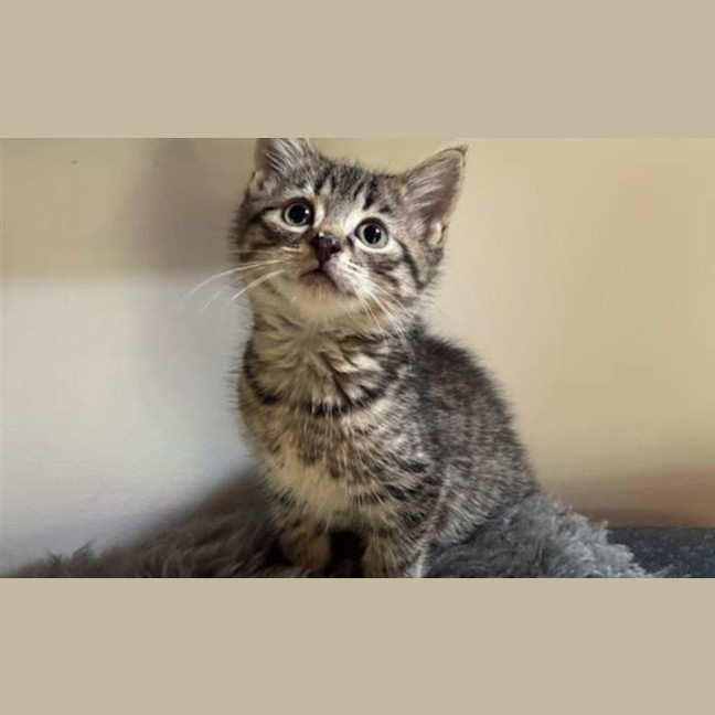 Photo of Basil