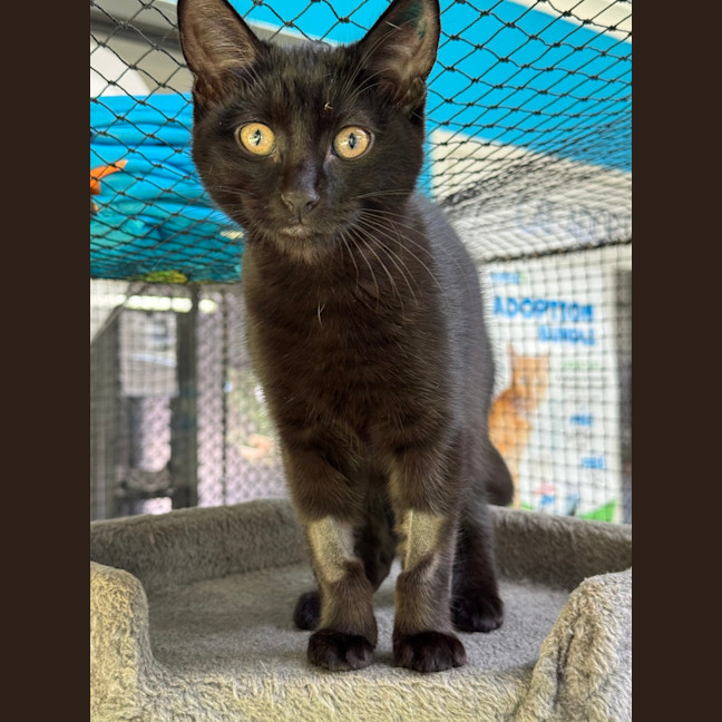 Photo of Black Panther