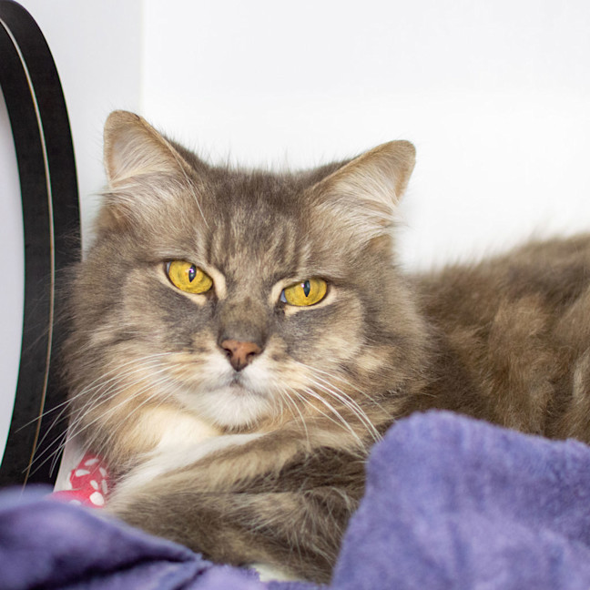 Photo of Smokey