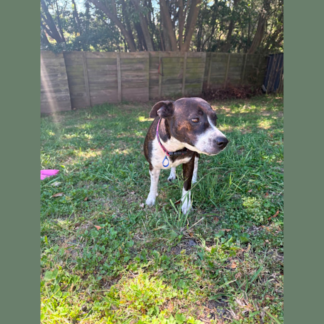 Photo of Stella   1 Year Old Kelpie X Staffy