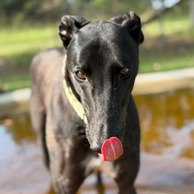 Photo of Cooper The Greyhound