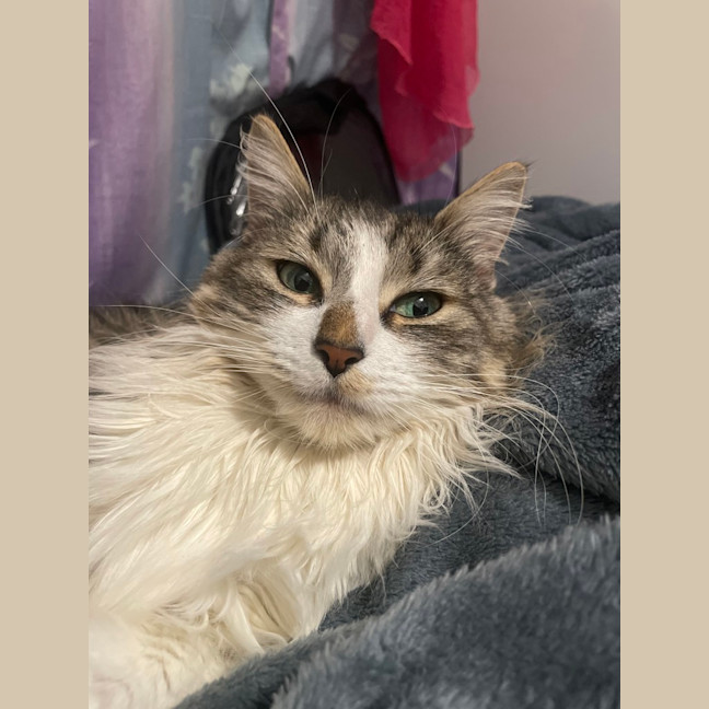 Photo of Suki