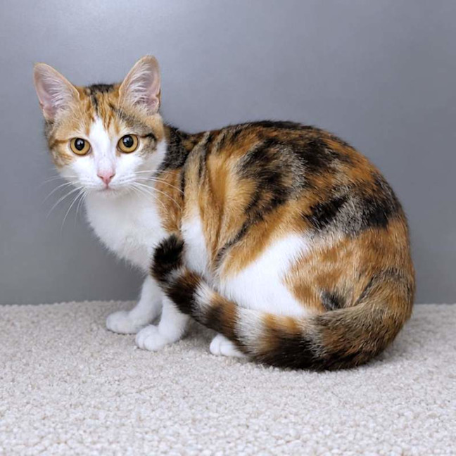 Photo of Shiri