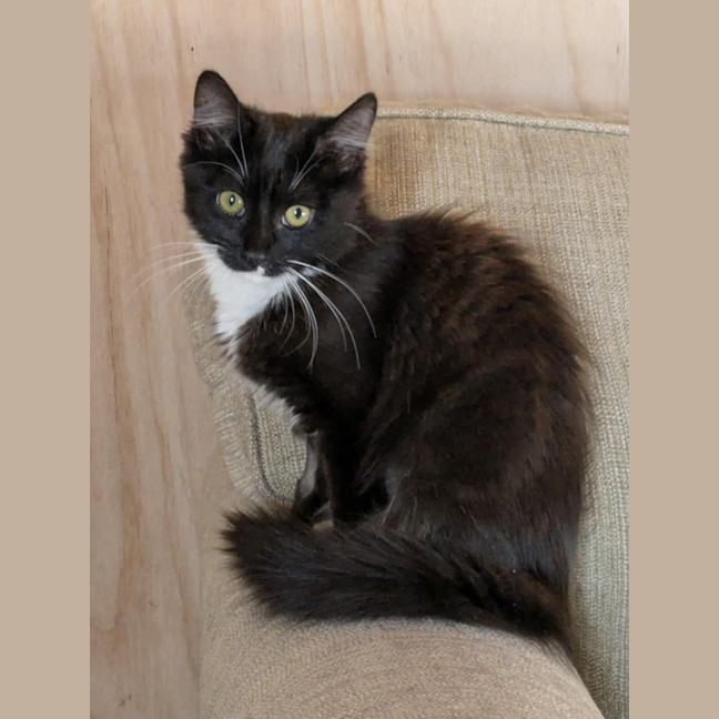 Photo of Opal *9 Lives Project Rescue*