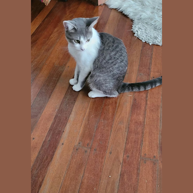 Photo of Monaco   18 Month Old Domestic Short Hair