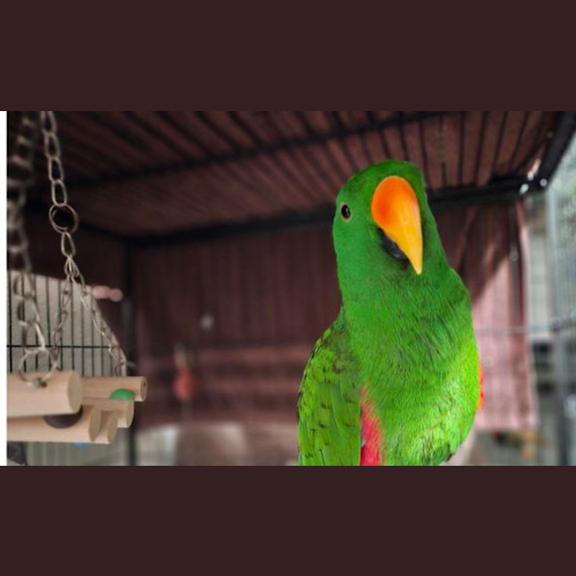 Photo of Kanye Nest