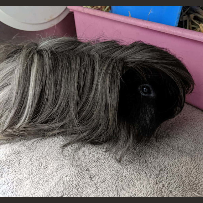 Photo of Coco (Bonded To Patch)