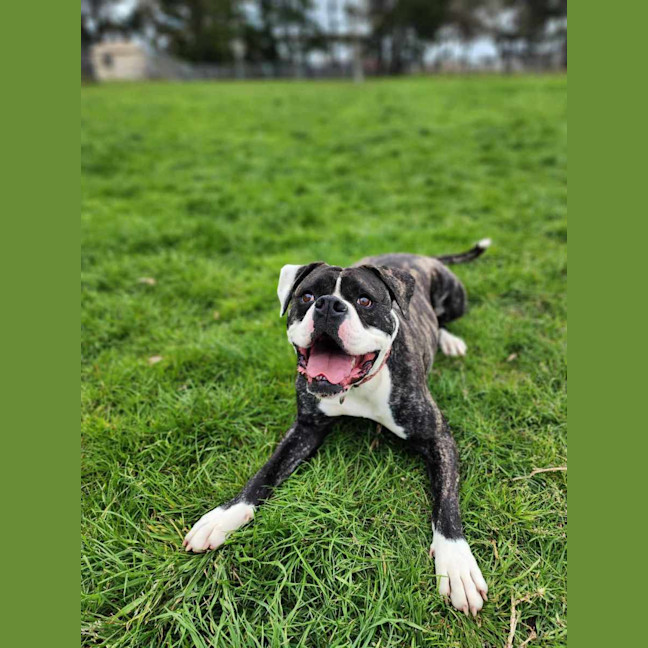 Photo of 🍄 Yoshi 5242 🍄