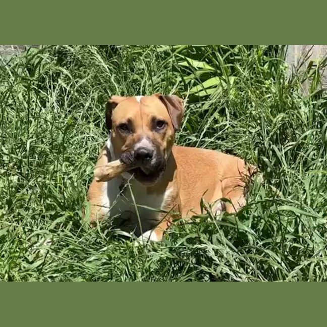 Photo of Piper