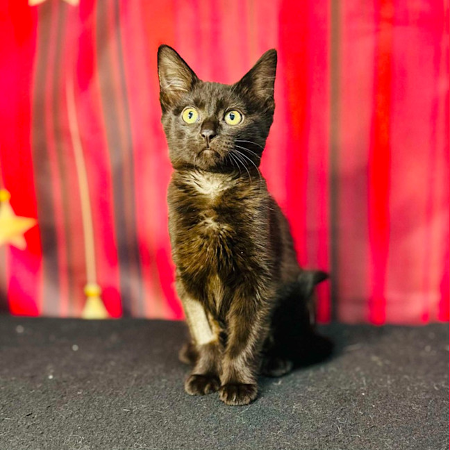 Photo of Boo (Located In Preston) 