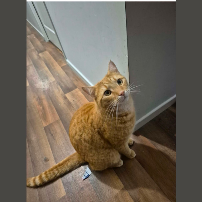 Photo of Nacho 