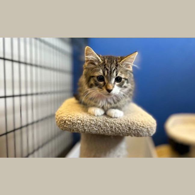 Photo of Muffin
