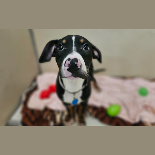 Photo of Shadow