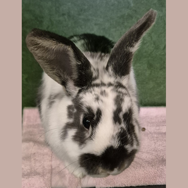 Photo of Spud 