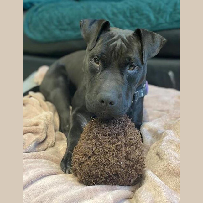 Photo of Dolly