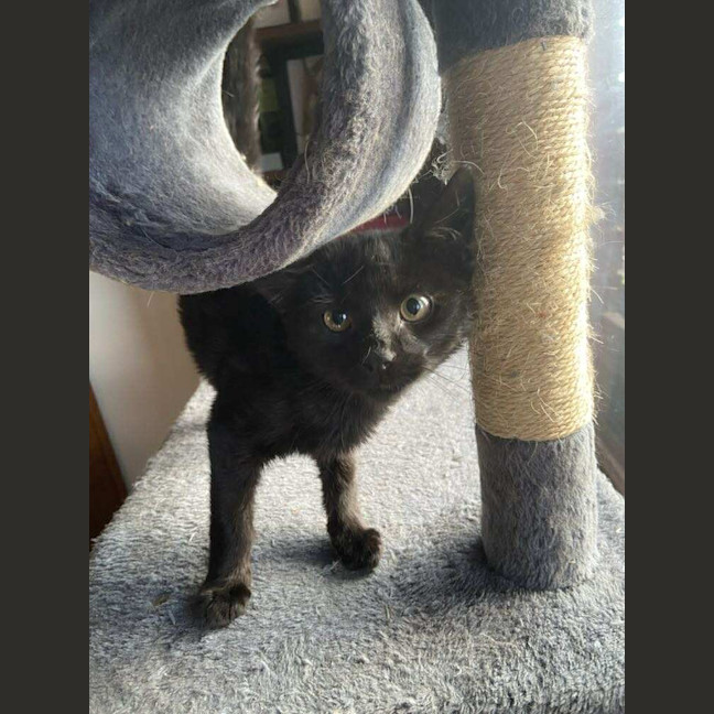 Photo of Pickles