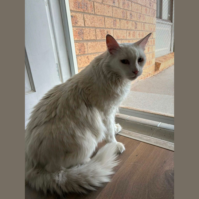Photo of Snowy