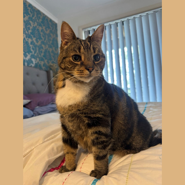 Photo of Nemo