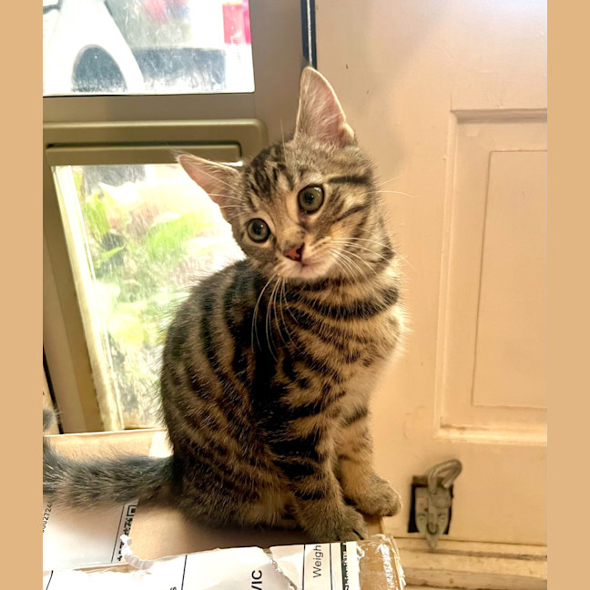 Photo of Pegi (Aka Tent Peg)