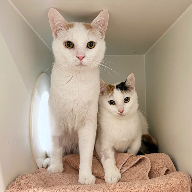 Photo of Mickey & Minnie