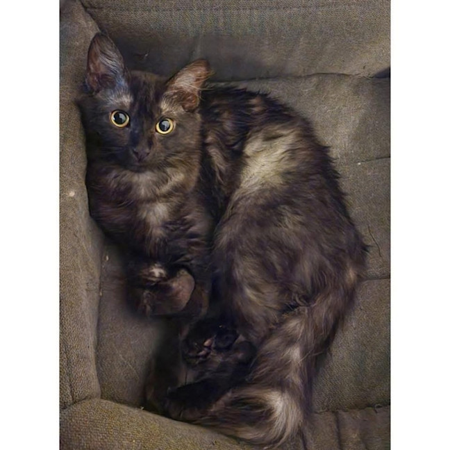 Photo of 12614   Smokey