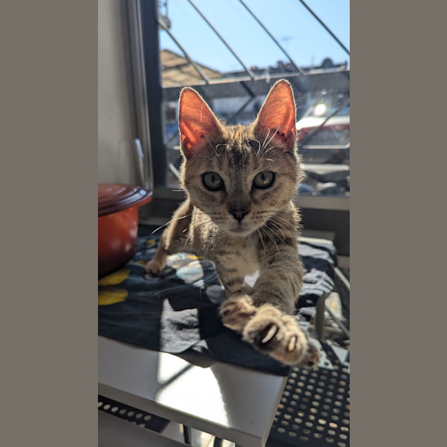 Photo of Mirabella  *Meet Our Certified Heart Stealer*