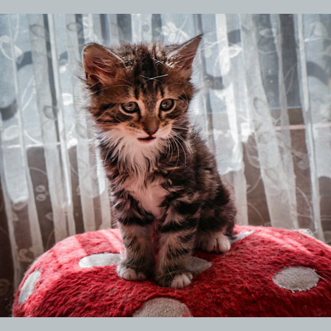 Photo of Max