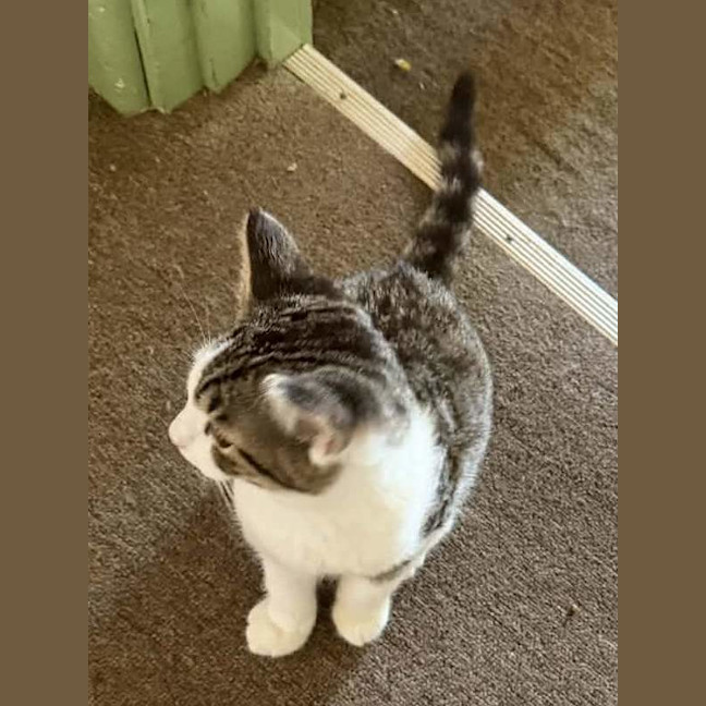 Photo of Smudge