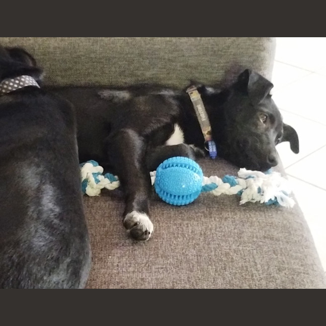 Photo of Nimona   4 Month Old Kelpie X (Trial)