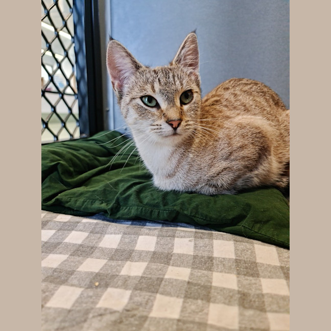 Photo of Poppy